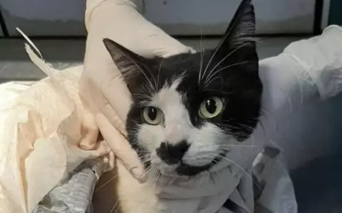 Preocupa a Veterinaria UNA cifra de mascotas abandonadas en su predio