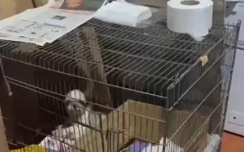 Perros viv�an en deplorable estado en un criadero clandestino de Limpio