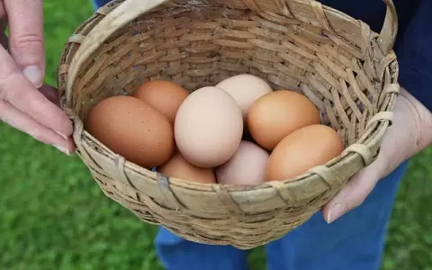 Impulsan la producci�n de huevos camperos en Cordillera
