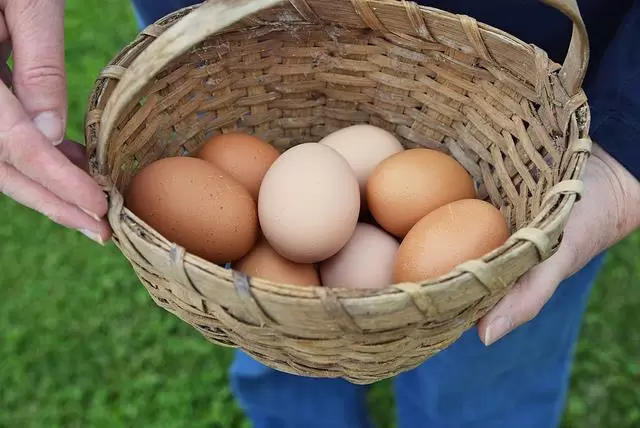 Impulsan la producci�n de huevos camperos en Cordillera