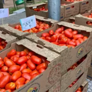Heladas y contrabando golpean a productores de tomate