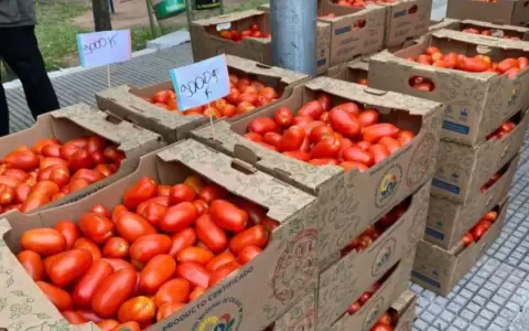 Producci�n de tomate.