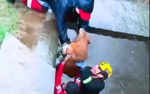 Acci�n del d�a: rescatan a un perro a punto de ahogarse en Coronel Oviedo�