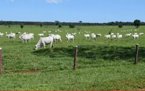 El campo infla el PIB paraguayo