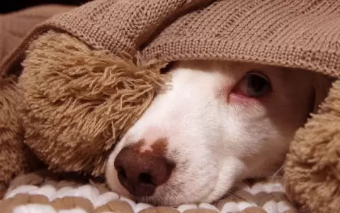 Presentan proyecto de ley que pasa de delito a crimen al maltrato animal