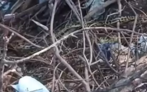 Boas constrictoras aparecieron en la parte trasera de un colegio de San Antonio