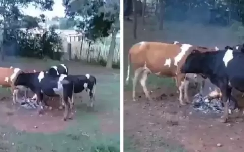 Ni las vacas aguantan el fr�o: se juntaron alrededor de un fuego para calentarse