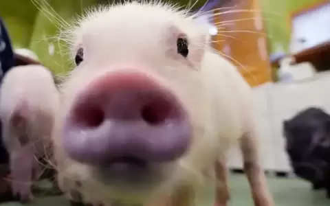 Perros o cerdos: �qu� animal "lee" mejor la emoci�n humana?