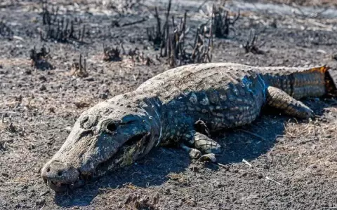 Oeneg�s internacionales piden a la UE salvar el Pantanal