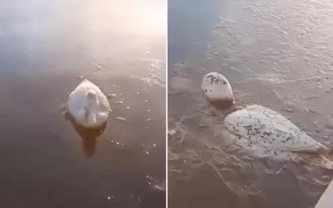 Fr�o extremo en Argentina congela a animales