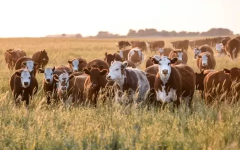 Mesa Paraguaya de Carne Sostenible presenta plan de fortalecimiento de la ganader�a del pa�s