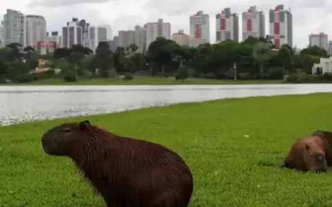 �Cu�n verdes son las ciudades latinoamericanas?