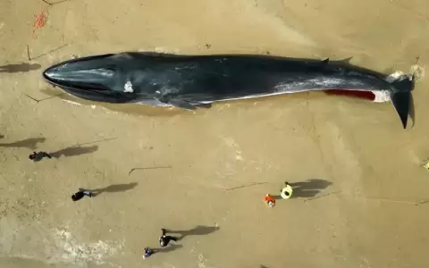 Aplican la eutanasia a 12 ballenas varadas en Escocia