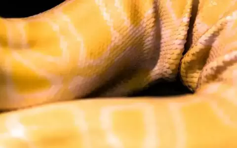 Hallan cuerpo de una mujer dentro de una pit�n en Indonesia