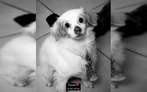 Responsables de asesinar a Tom�s se exponen m�nimo a dos a�os a prisi�n