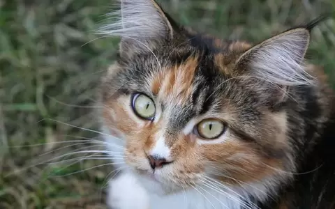 �Por qu� los gatos ara�an los muebles y c�mo evitarlo?