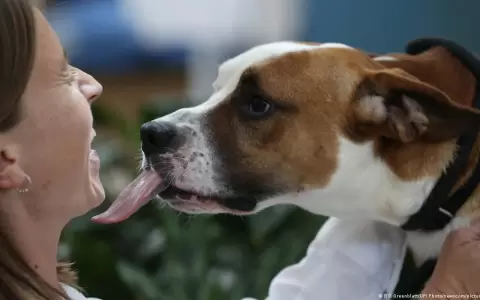 D�a Mundial del Perro: cu�les son los diez canes m�s inteligentes y compa�eros