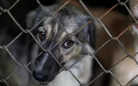 Convocan a manifestaci�n ciudadana a favor de los derechos de los animales