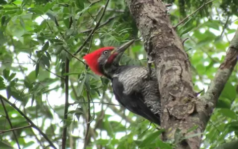 Golpeteando en los bosques: el carpintero real