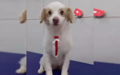 Extrema crueldad con el cachorro Tom�s: el caso une a instituciones para dar con el autor