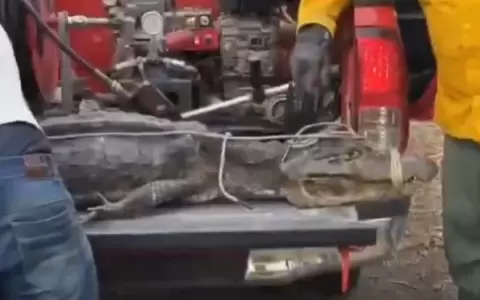 Bomberos siguen luchando contra el fuego en Toro Pampa y rescatan a yacar� deshidratado