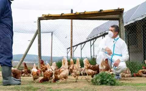 OMS considera como bajo el riesgo mundial de los virus de la gripe A (H5N1)