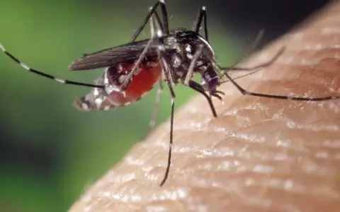 Las enfermedades m�s peligrosas transmitidas por mosquitos.