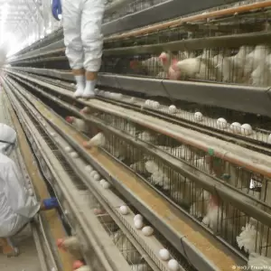 Tras caso de gripe aviar en Brasil, Senacsa emite alerta sanitaria