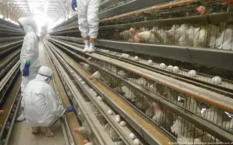 Control y alerta ante el aumento de gripe aviar.