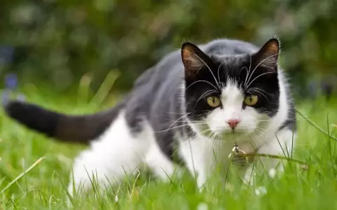 D�a Internacional del Gato: hoy se conmemora a los compa�eros felinos