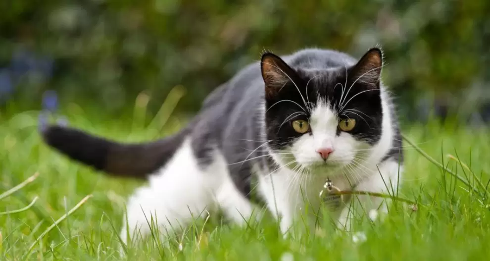 Día Internacional del Gato: hoy se conmemora a los compañeros felinos