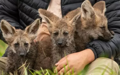 Nacieron tres aguara guasu en el refugio faun�stico de Yacyret�