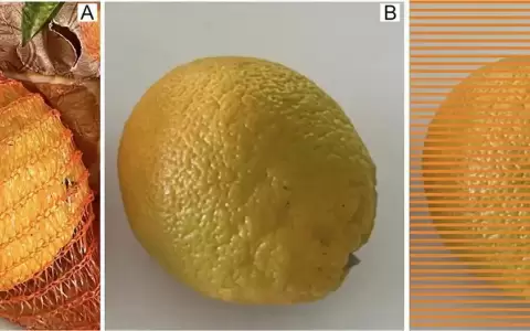 La raz�n por la que naranjas se venden en bolsa de red roja