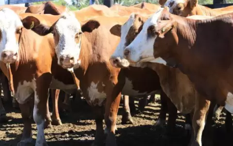 Unas 400.000 cabezas de ganado se han movilizado en el Chaco debido a la sequ�a