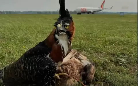 �guila de cetrer�a captur� primeras aves en aeropuerto Silvio Pettirossi