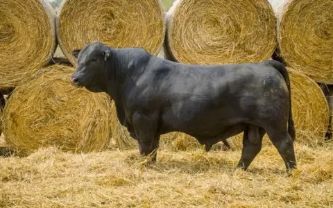 Ferusa remata gen�tica Brangus de Agroganadera La Huella, este viernes