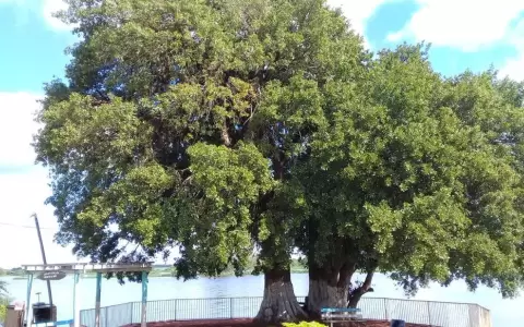 Quince historias compiten por ganar el "�rbol de mi comunidad" en Colosos de la Tierra