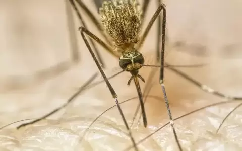Paciente muere en EE. UU. por rara enfermedad tras picadura de mosquito