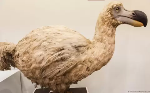 Estudio rechaza creencia sobre las capacidades de los dodos