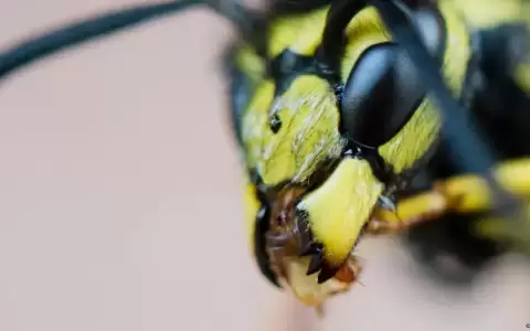 Abejas, mosquitos y avispas: los insectos son importantes