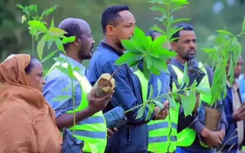�Por qu� fracasan las campa�as de plantaci�n de �rboles?