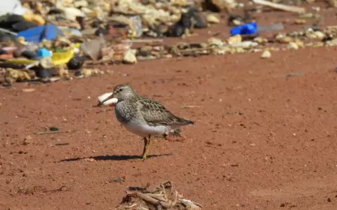 Primeras aves migratorias llegan a nuestro pa�s en medio de un desolador entorno