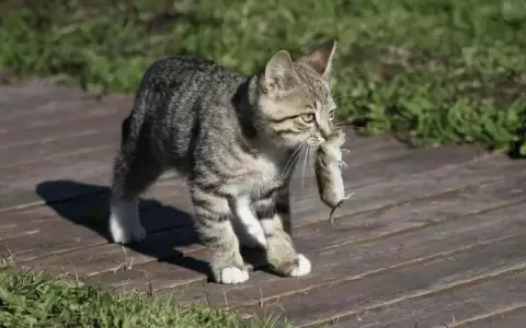 Estudios ponen en duda la creencia popular m�s famosa sobre los gatos
