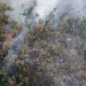 Incendios arrasaron los bosques de América Latina en 2024