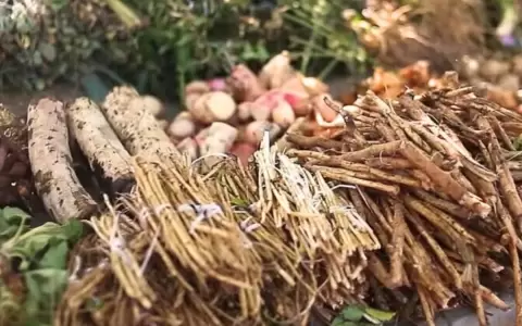 Sabidur�a ancestral del poh� �ana: la UNA investiga sobre salud y econom�a en plantas medicinales