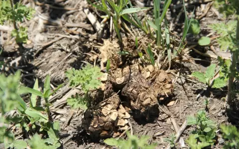 Ecolog�a forense: inspeccionando rastros y se�ales