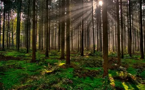 Autoridades viajar�n a Finlandia para estudiar sobre educaci�n y manejo forestal sostenible