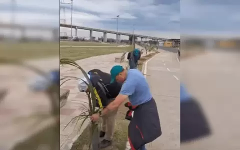 Critican plantaci�n de palmera pind� en la Costanera Norte y municipalidad responde