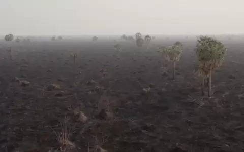 Despu�s del antropoceno (Los pr�ximos bosques)