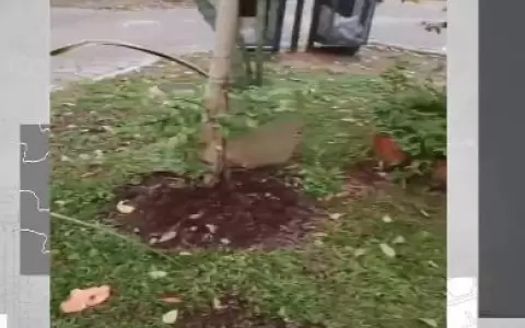 Municipalidad de Luque quitar� �rboles de un paseo central que fueron plantados por una ciudadana
